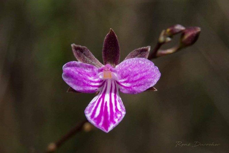 Serpentine Wallflower Orchid photo 2