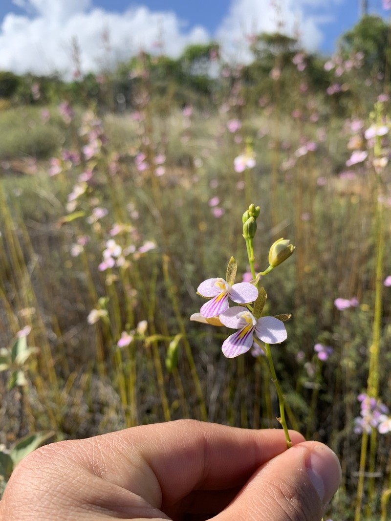 Serpentine Wallflower Orchid photo 4