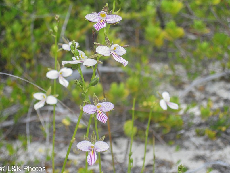 Serpentine Wallflower Orchid photo 5