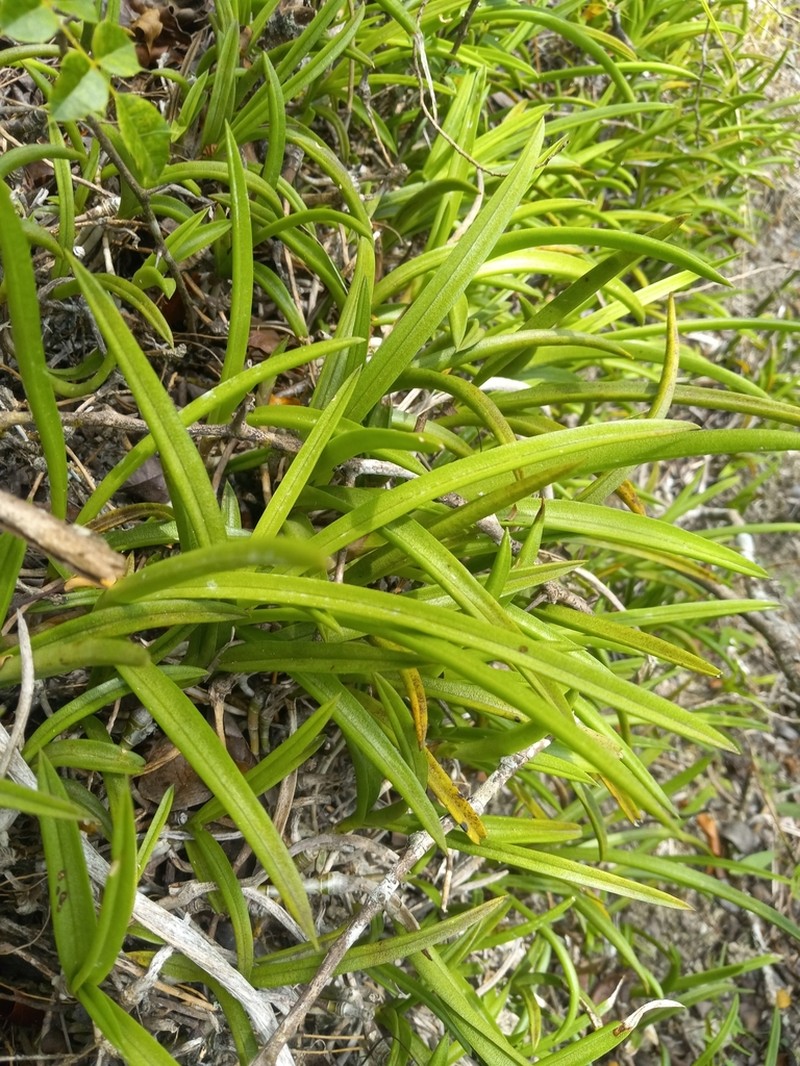 Serpentine Wallflower Orchid photo 6