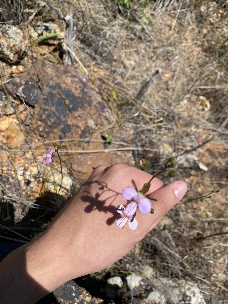 Serpentine Wallflower Orchid photo 7