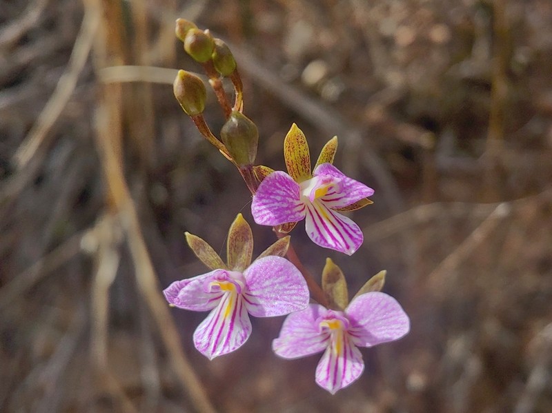 Serpentine Wallflower Orchid photo 8