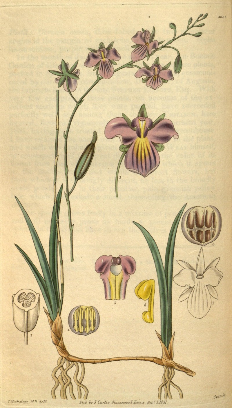 Serpentine Wallflower Orchid photo 3