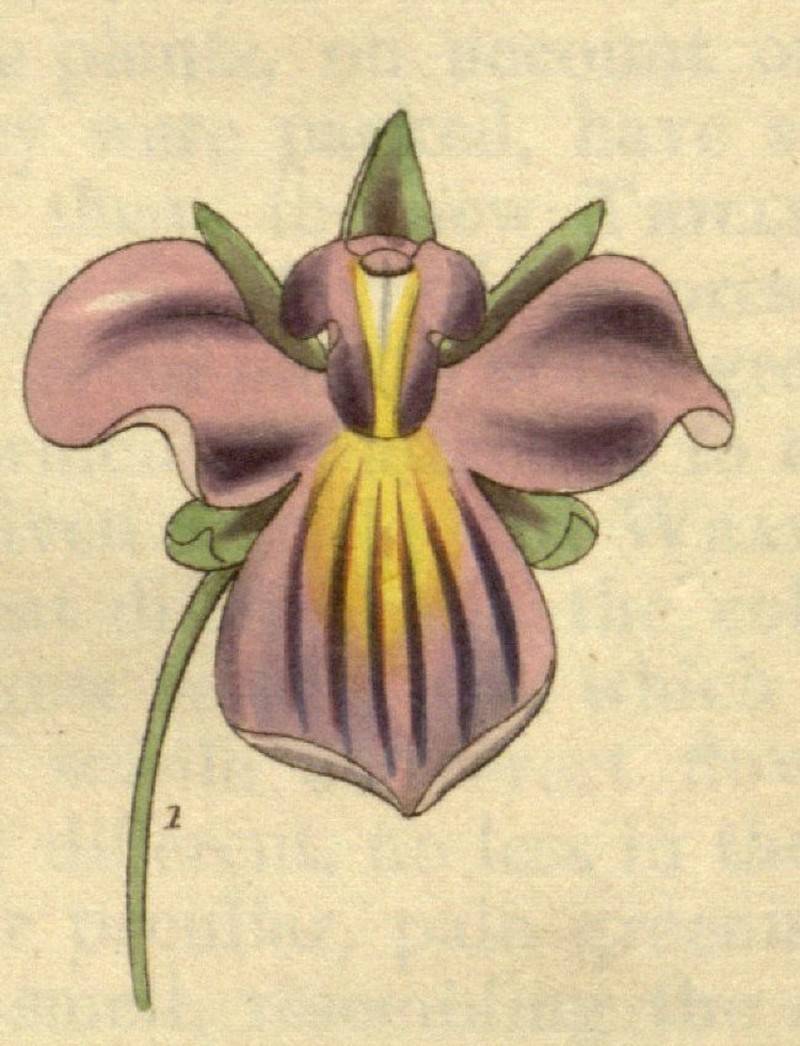 Serpentine Wallflower Orchid photo 4