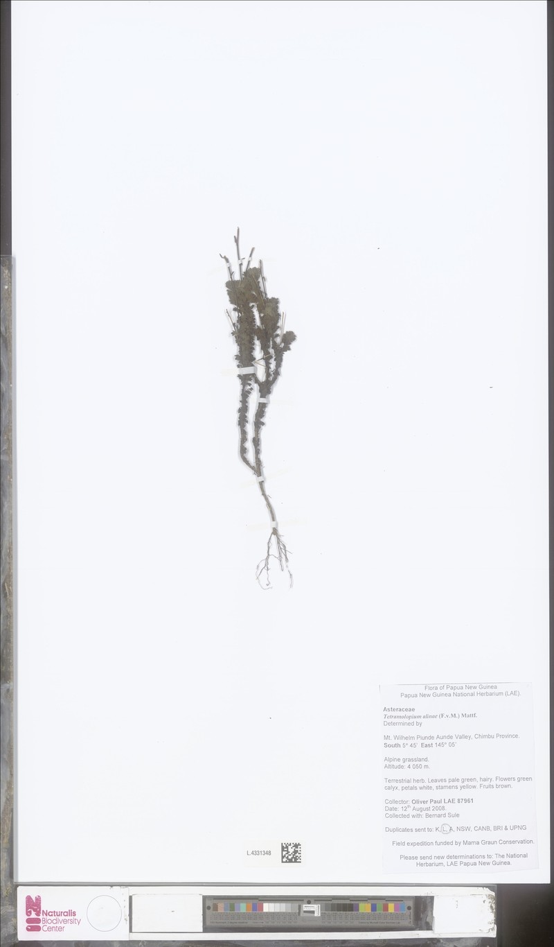Tetramolopium alinae