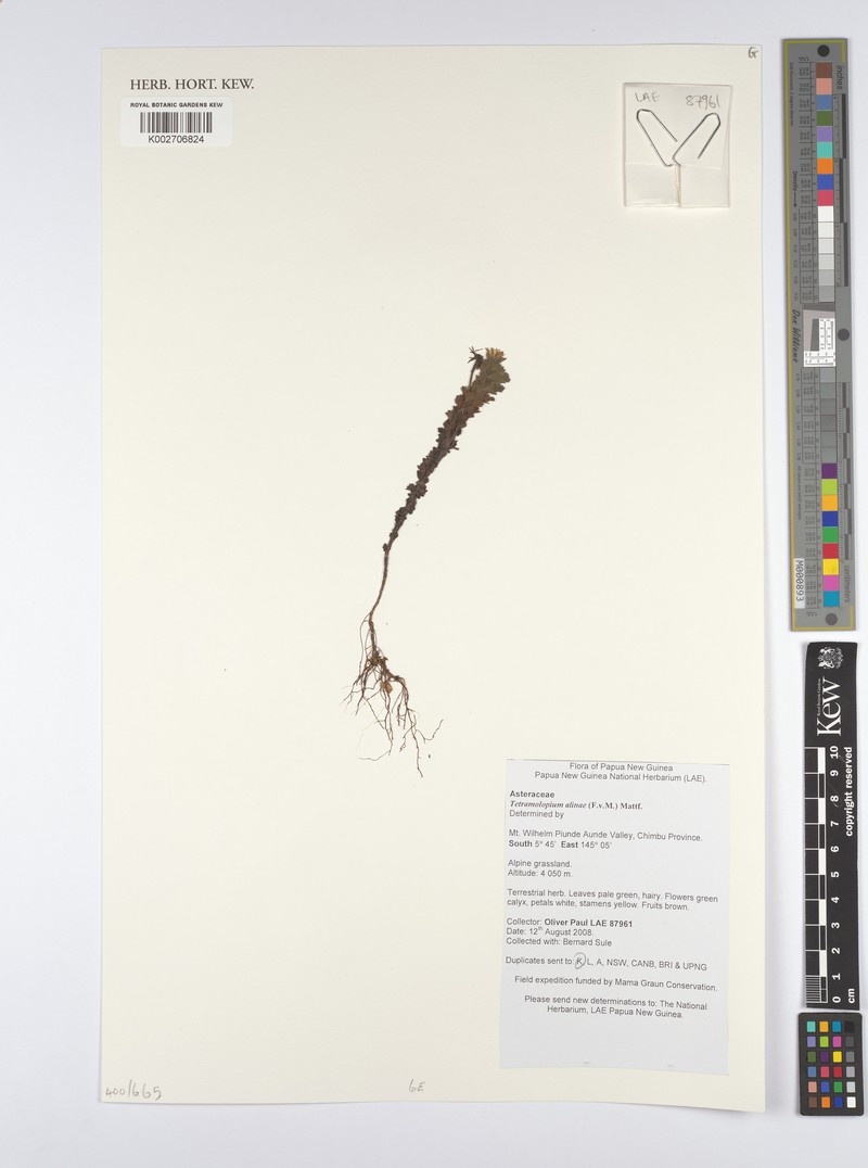 Tetramolopium alinae photo 2