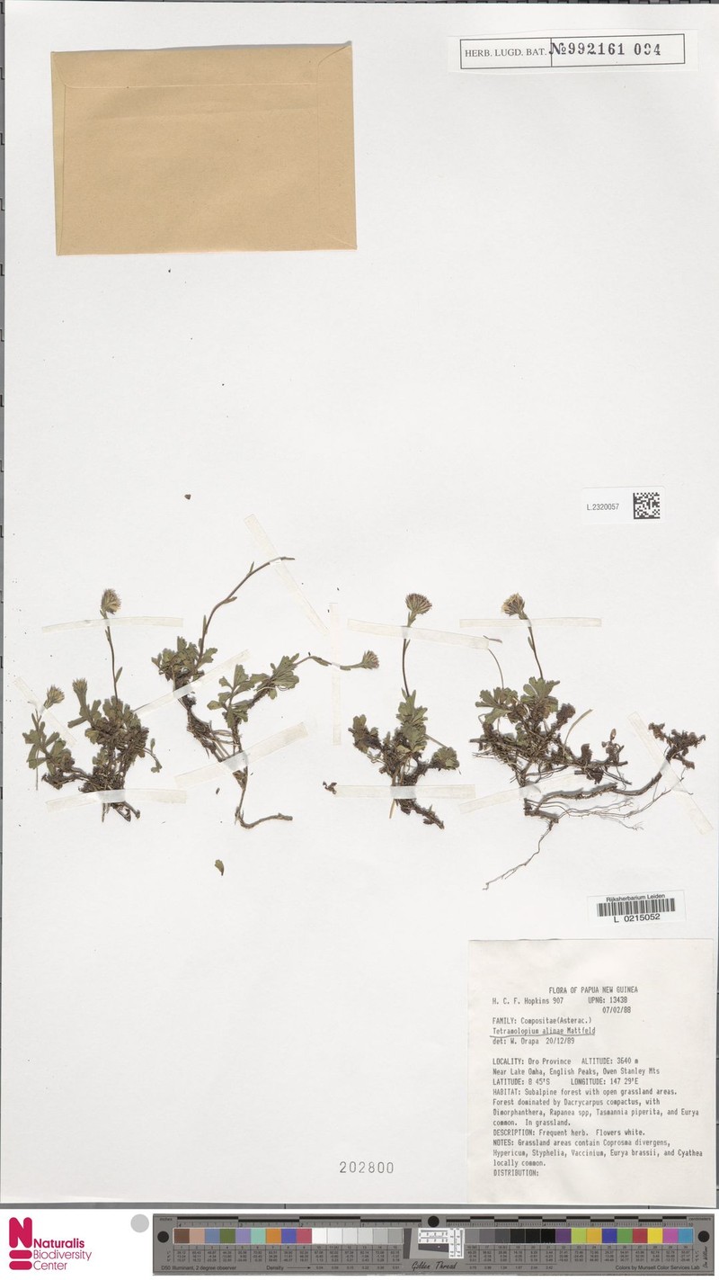 Tetramolopium alinae photo 3