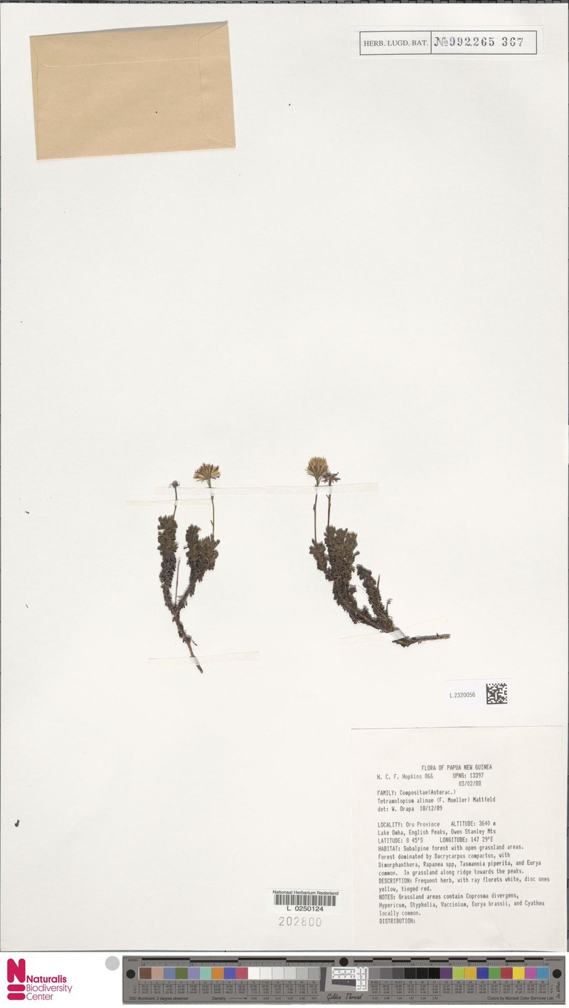 Tetramolopium alinae photo 4