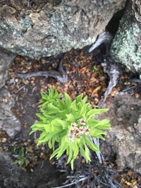 Maui Tetramolopium