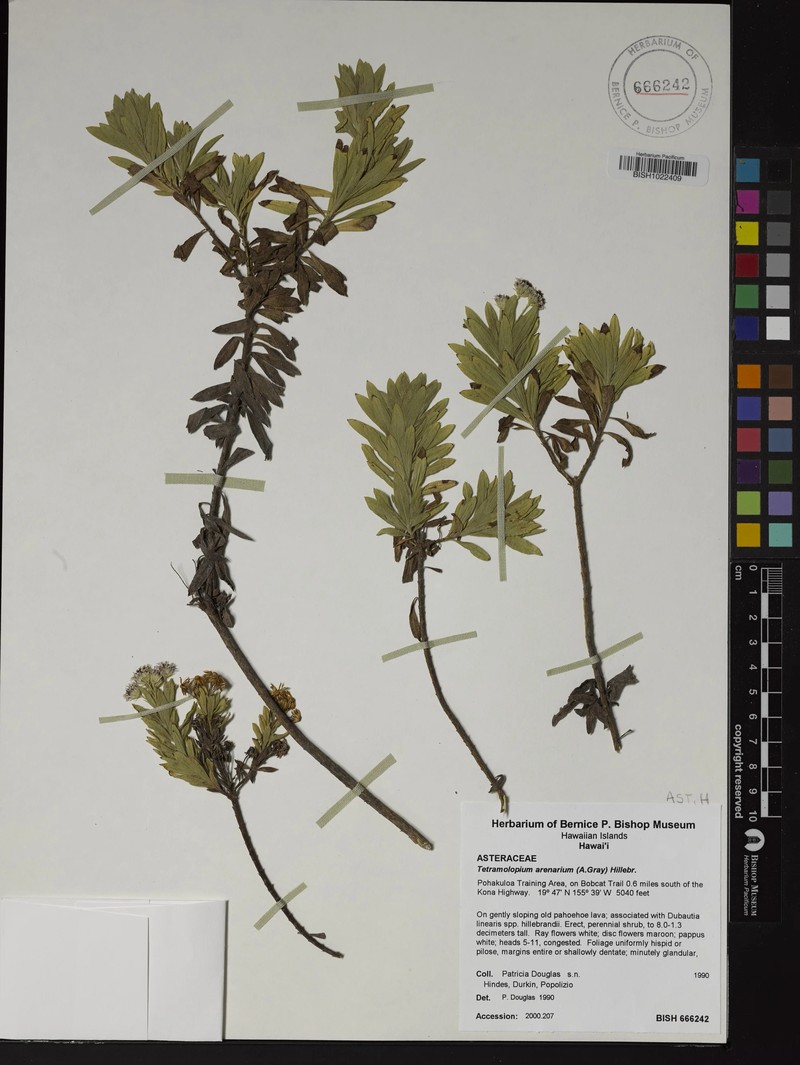 Tetramolopium arenarium subsp. arenarium