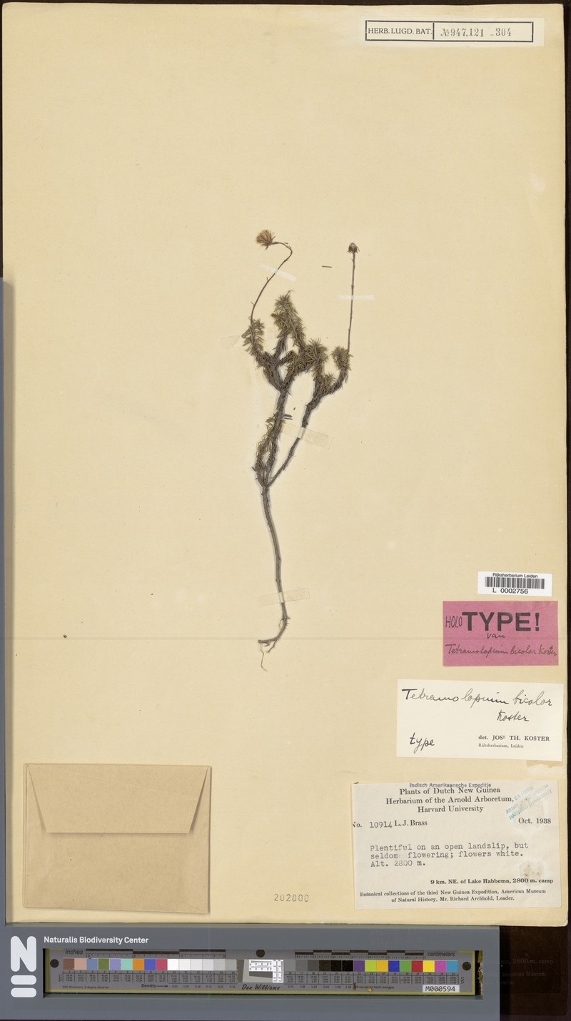 Tetramolopium bicolor