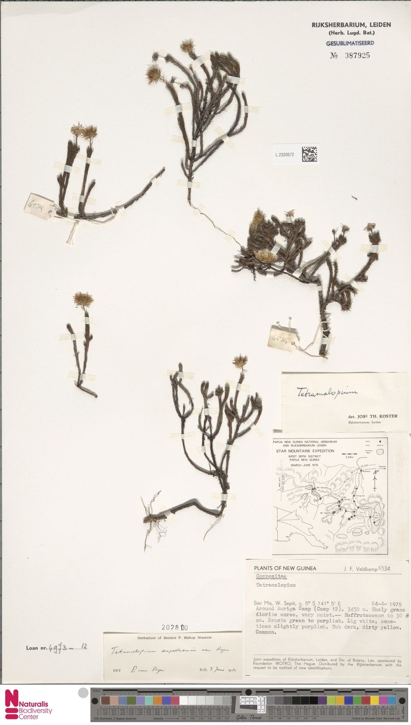 Tetramolopium capellaense