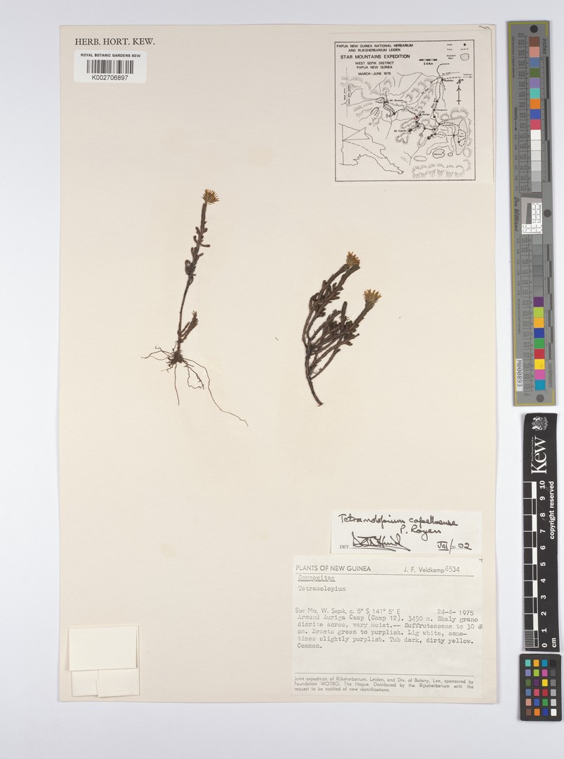 Tetramolopium capellaense photo 2