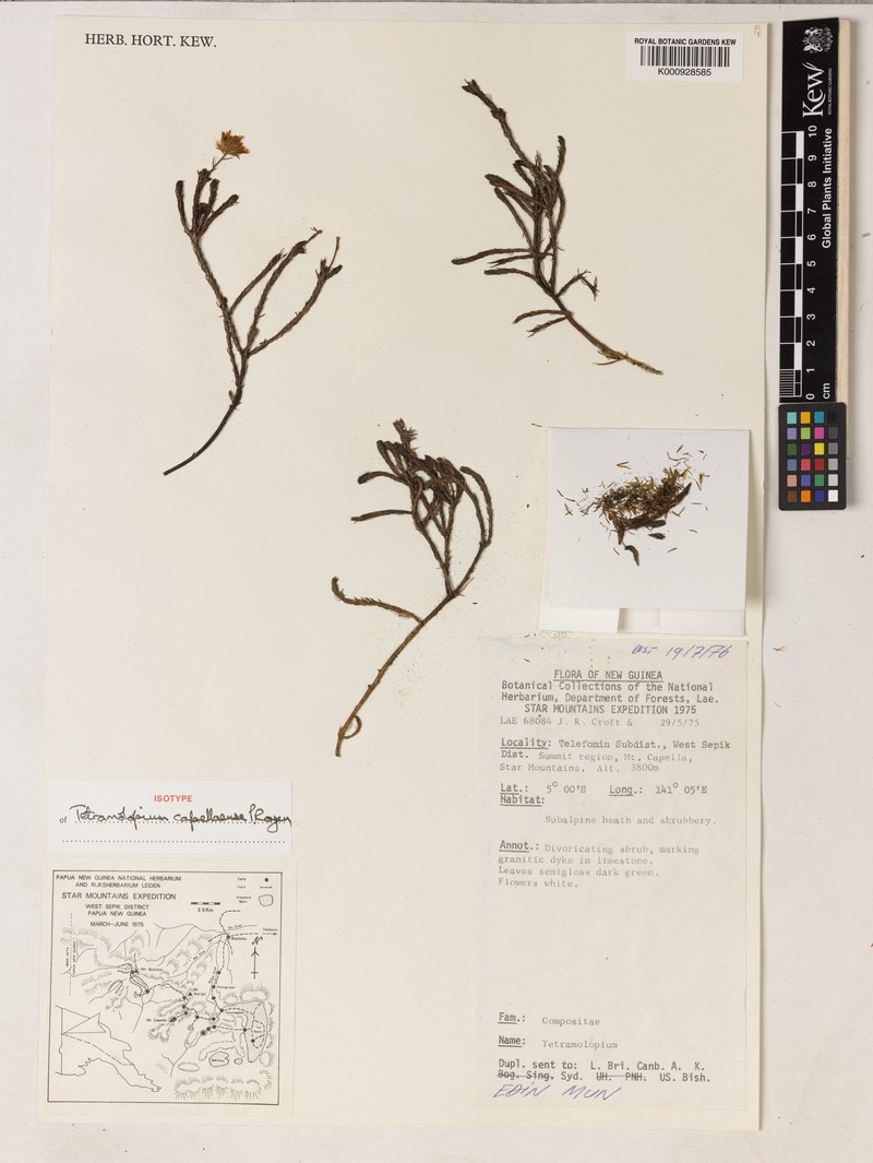 Tetramolopium capellaense photo 3