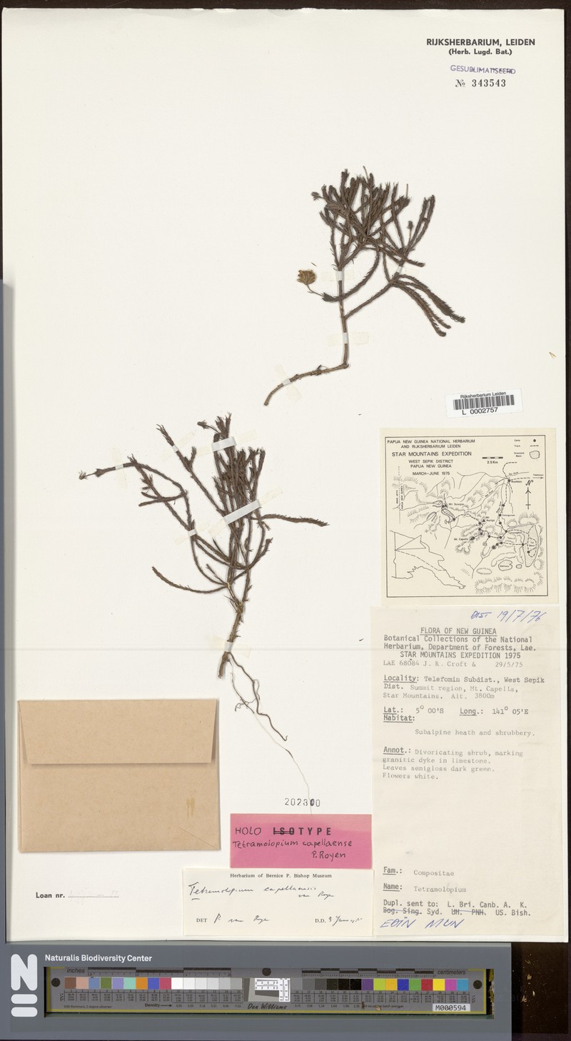 Tetramolopium capellaense photo 4