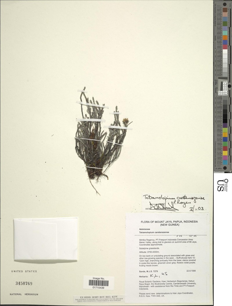 Tetramolopium carstenszense