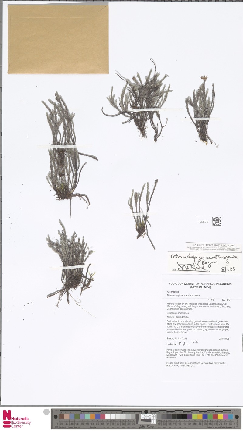 Tetramolopium carstenszense photo 2