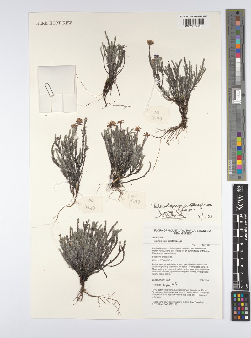 Tetramolopium carstenszense photo 3