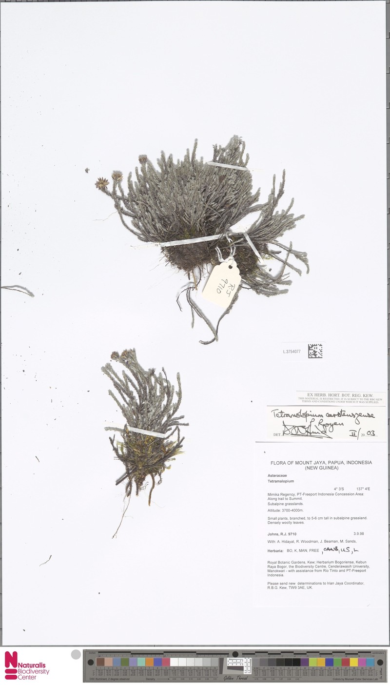Tetramolopium carstenszense photo 4