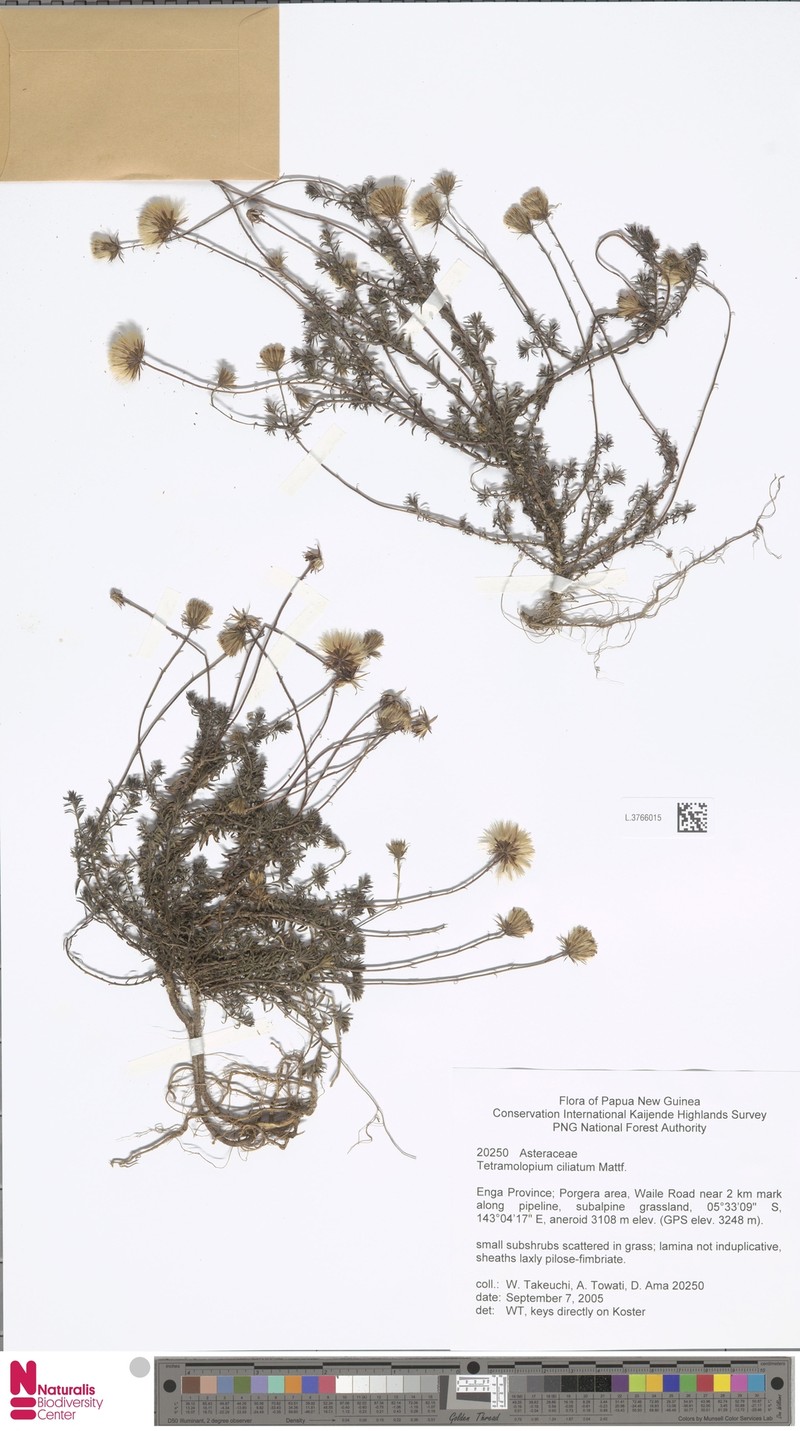 Tetramolopium ciliatum