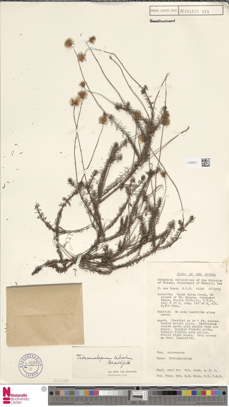 Tetramolopium ciliatum photo 2