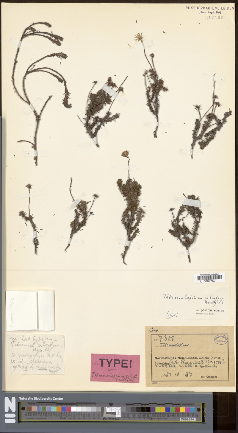 Tetramolopium ciliatum photo 3