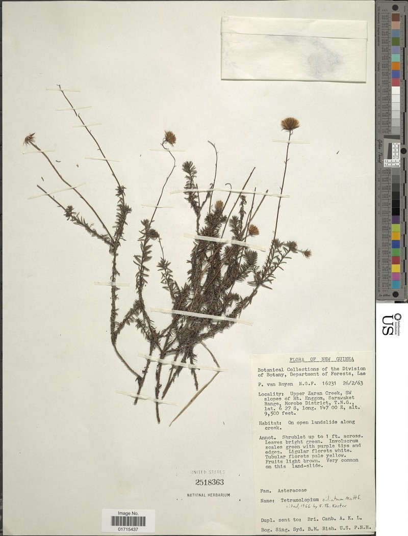 Tetramolopium ciliatum photo 4