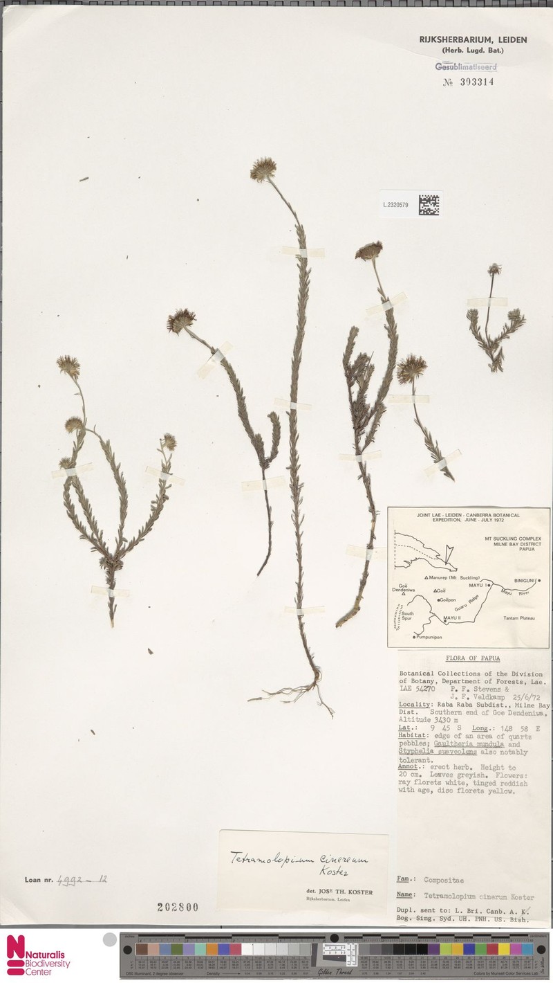 Tetramolopium cinereum