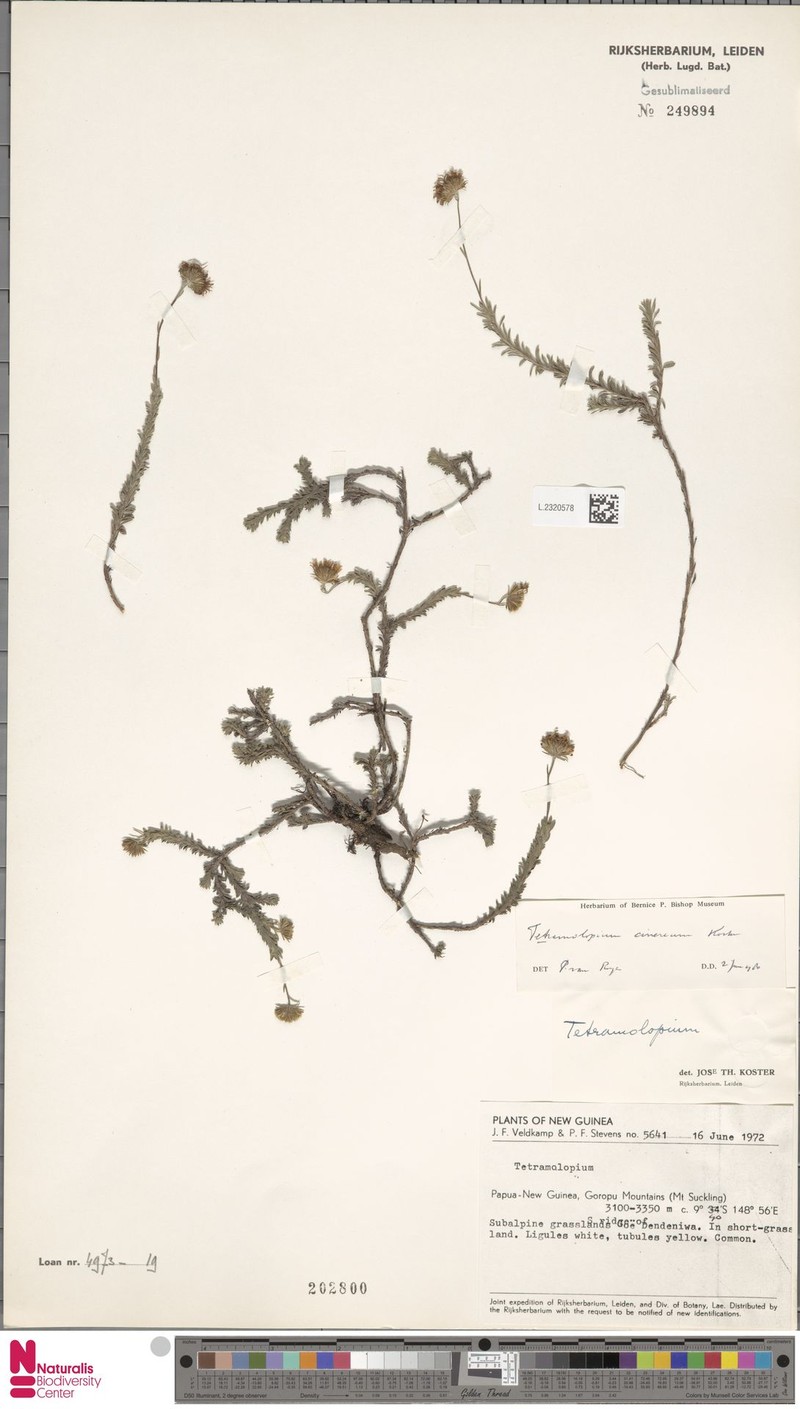 Tetramolopium cinereum photo 2