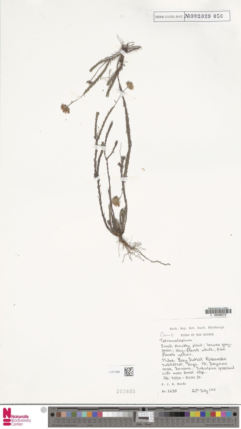 Tetramolopium cinereum photo 3