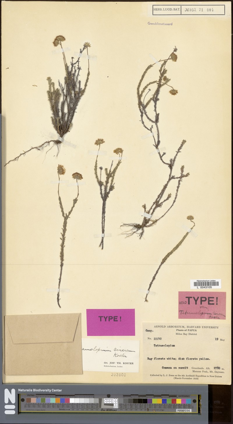 Tetramolopium cinereum photo 4