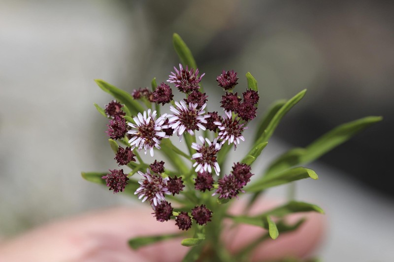 Tetramolopium consanguineum subsp. leptophyllum