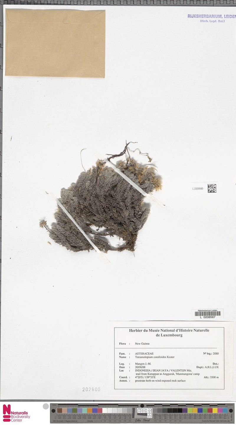 Tetramolopium corallioides
