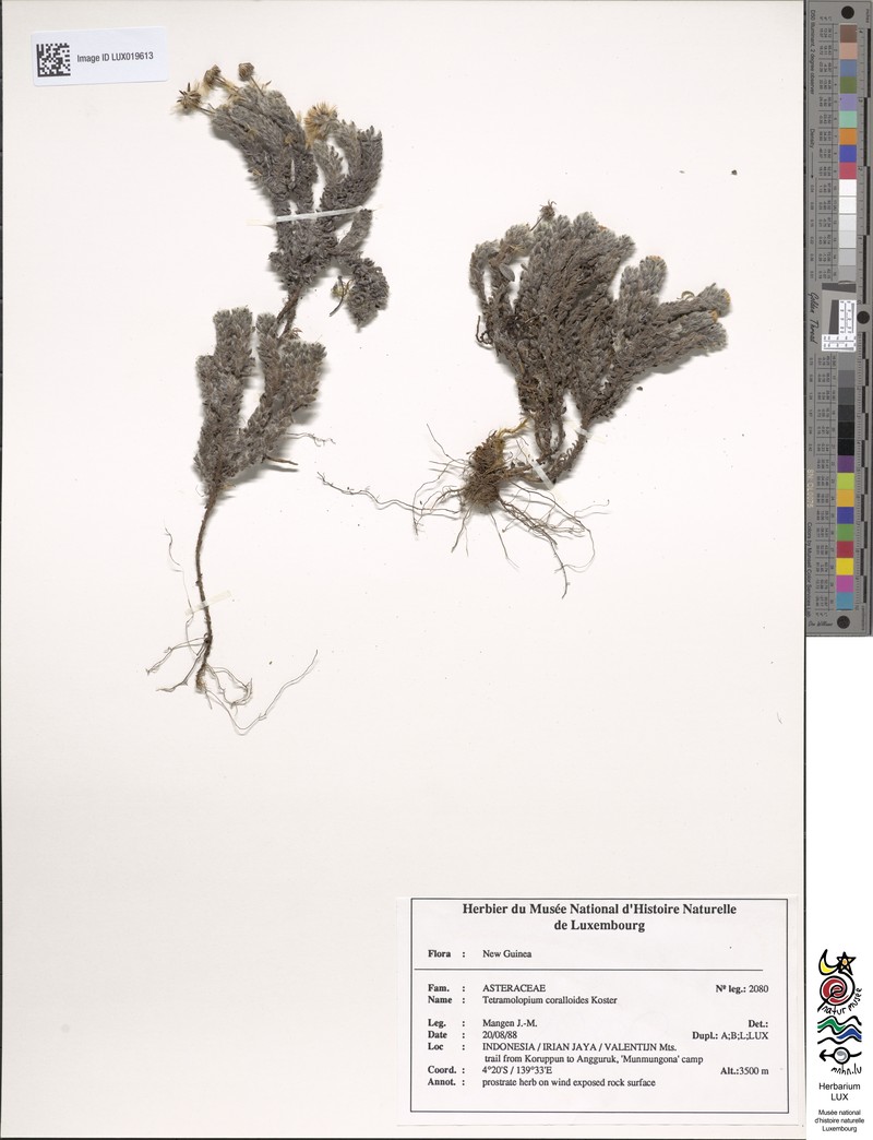 Tetramolopium corallioides photo 2