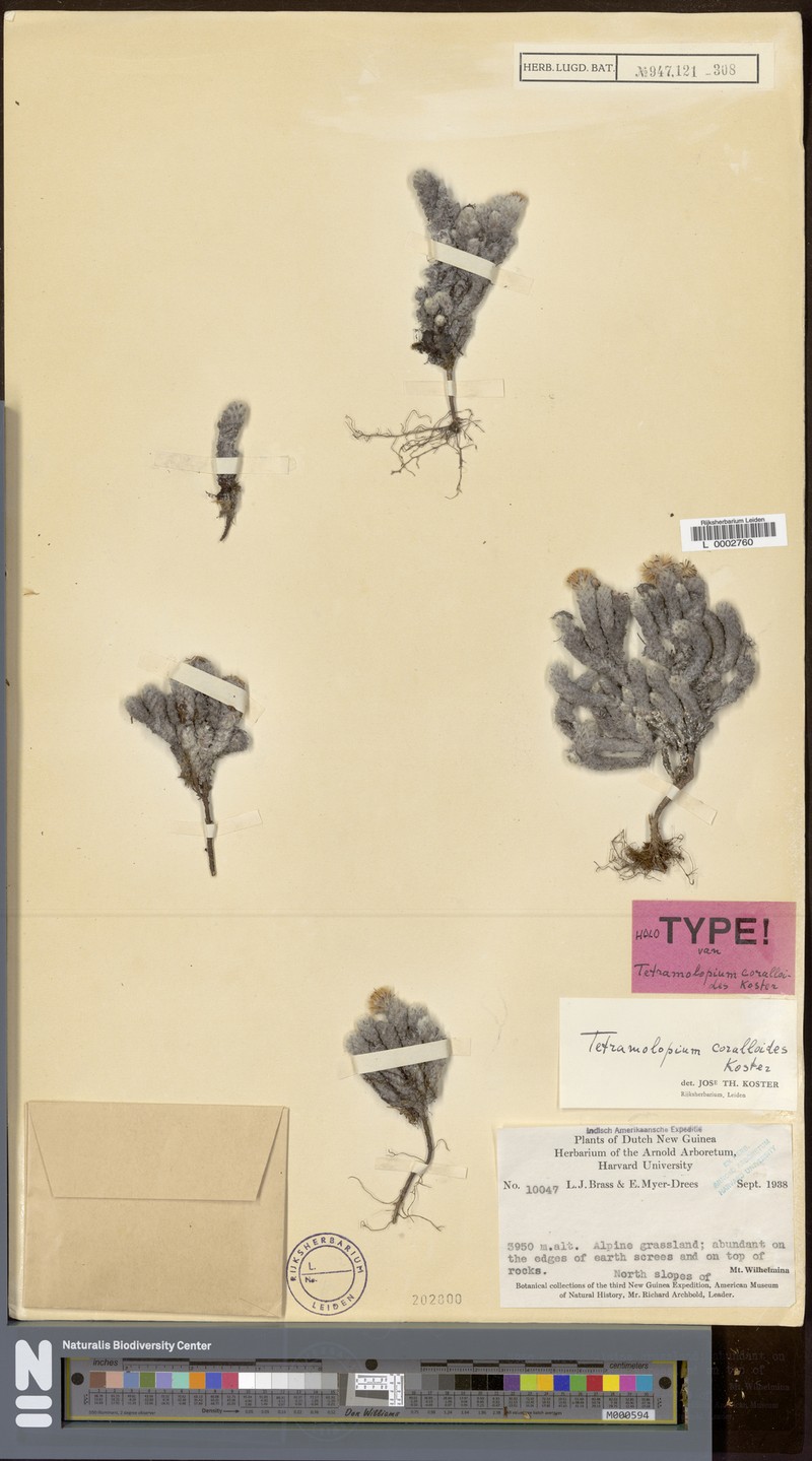 Tetramolopium corallioides photo 3