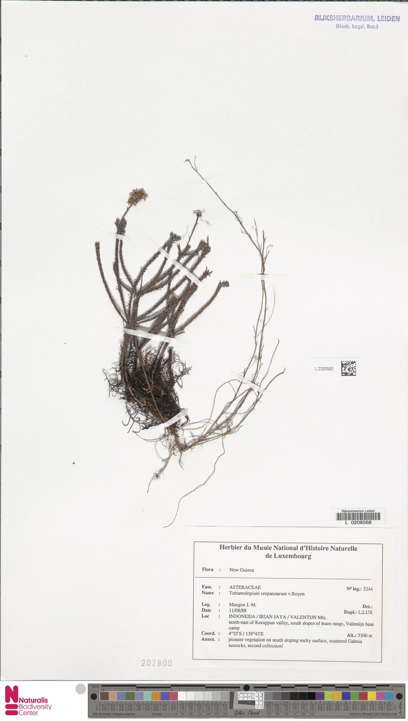 Tetramolopium crepatutarum