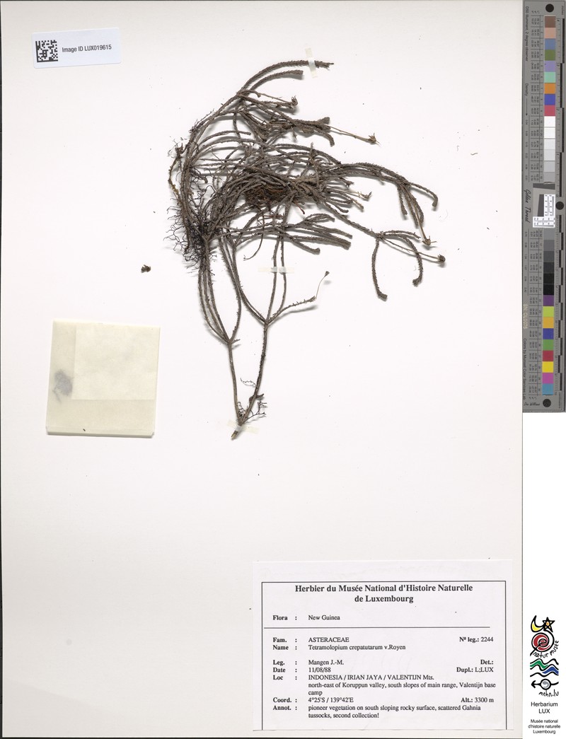 Tetramolopium crepatutarum photo 2