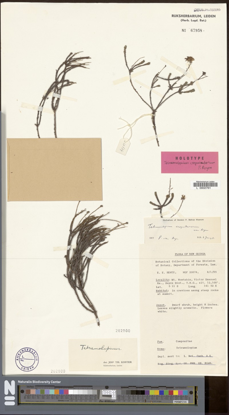 Tetramolopium crepatutarum photo 3