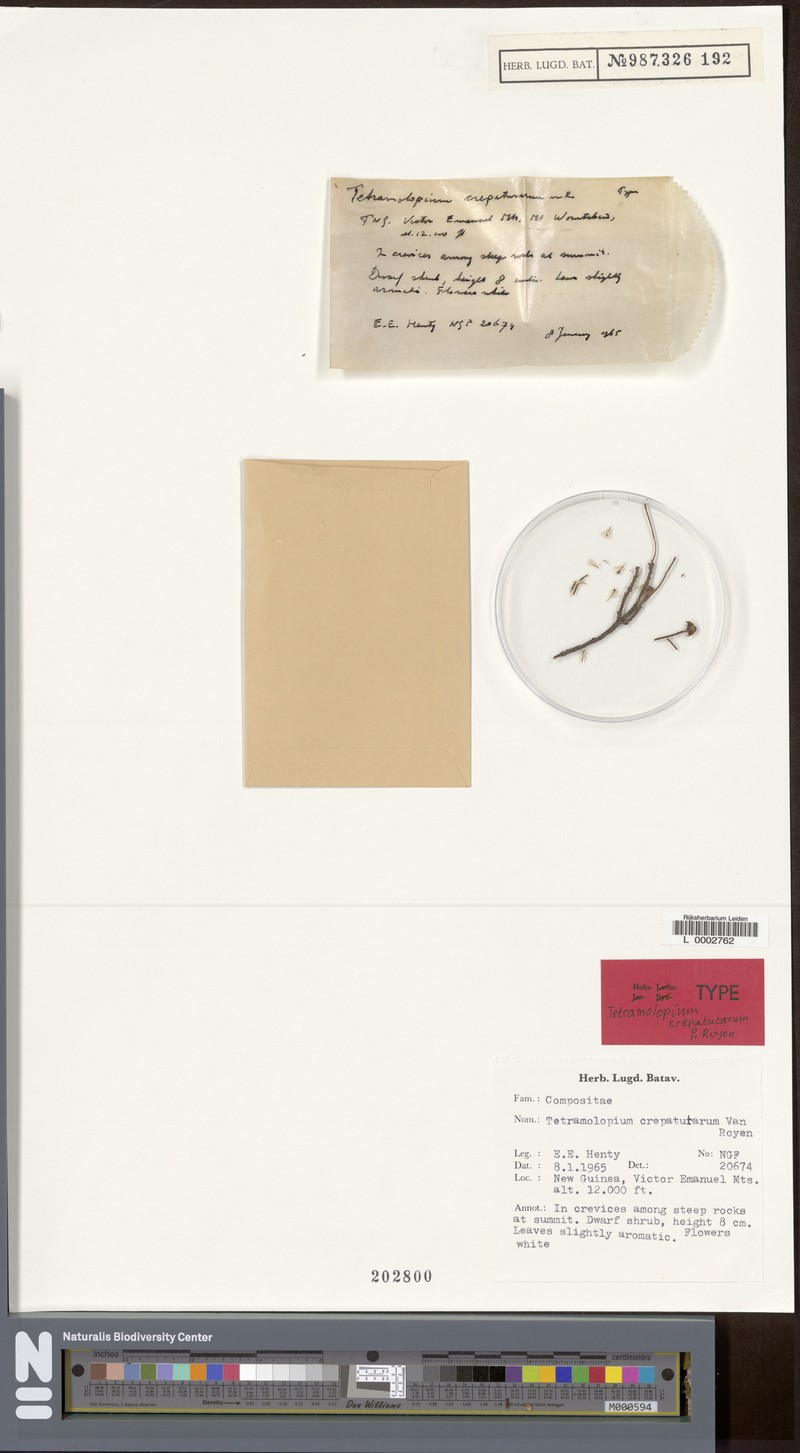 Tetramolopium crepatutarum photo 4