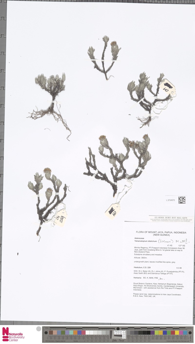 Tetramolopium distichum