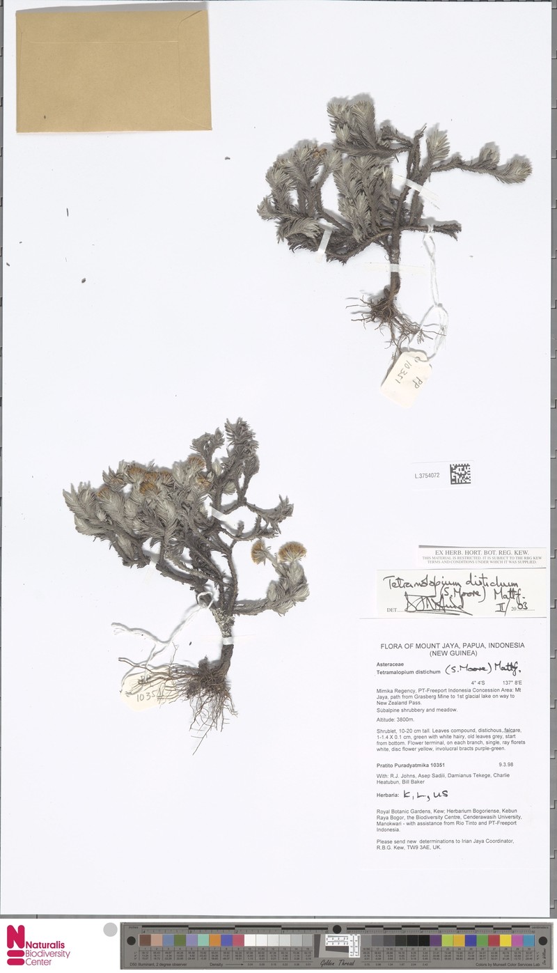 Tetramolopium distichum photo 2