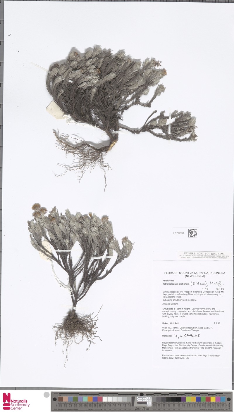 Tetramolopium distichum photo 3