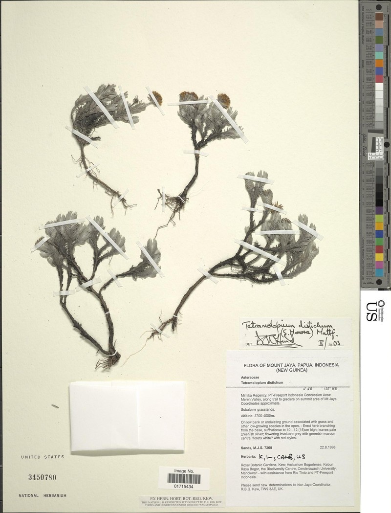 Tetramolopium distichum photo 4