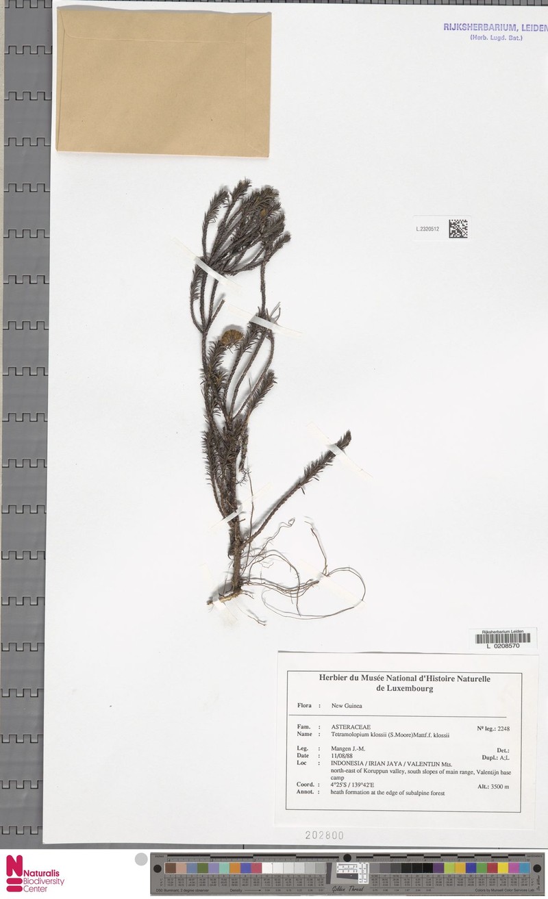 Tetramolopium ericoides