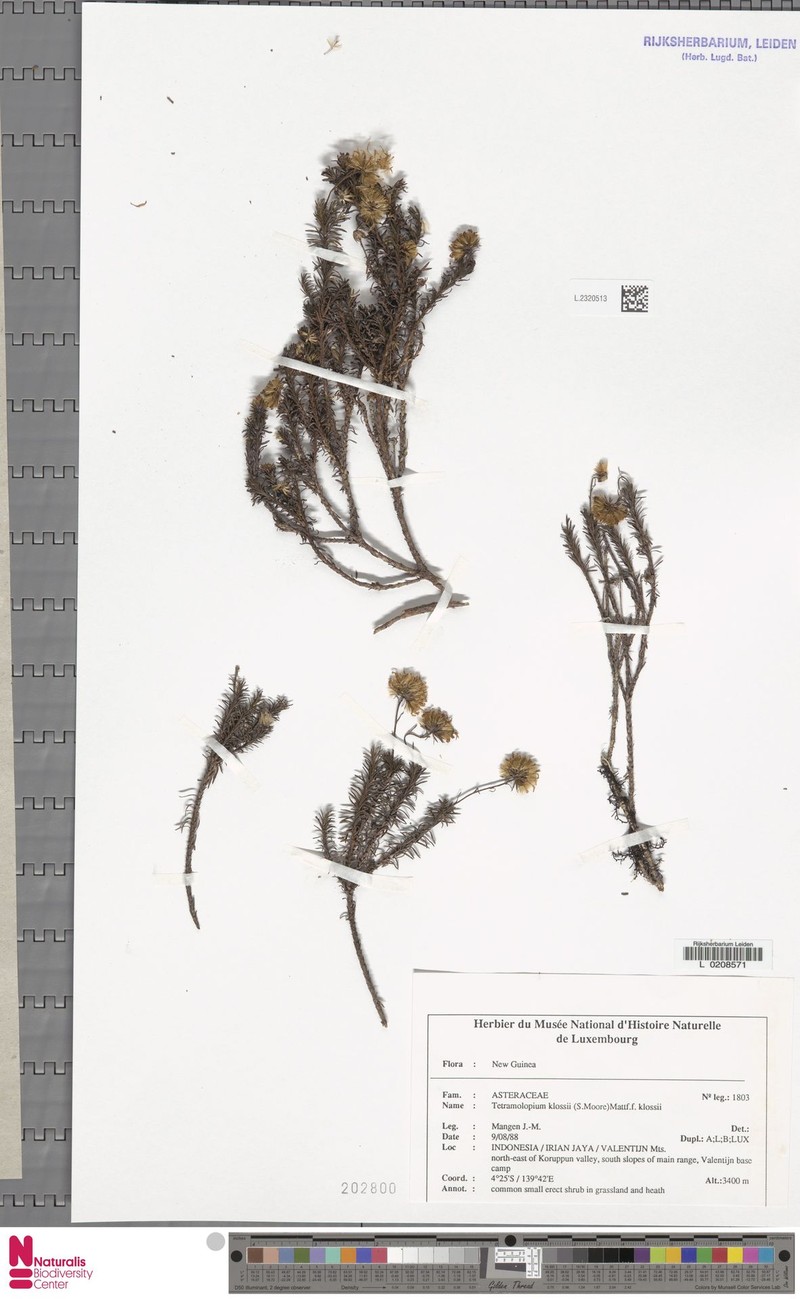 Tetramolopium ericoides photo 2