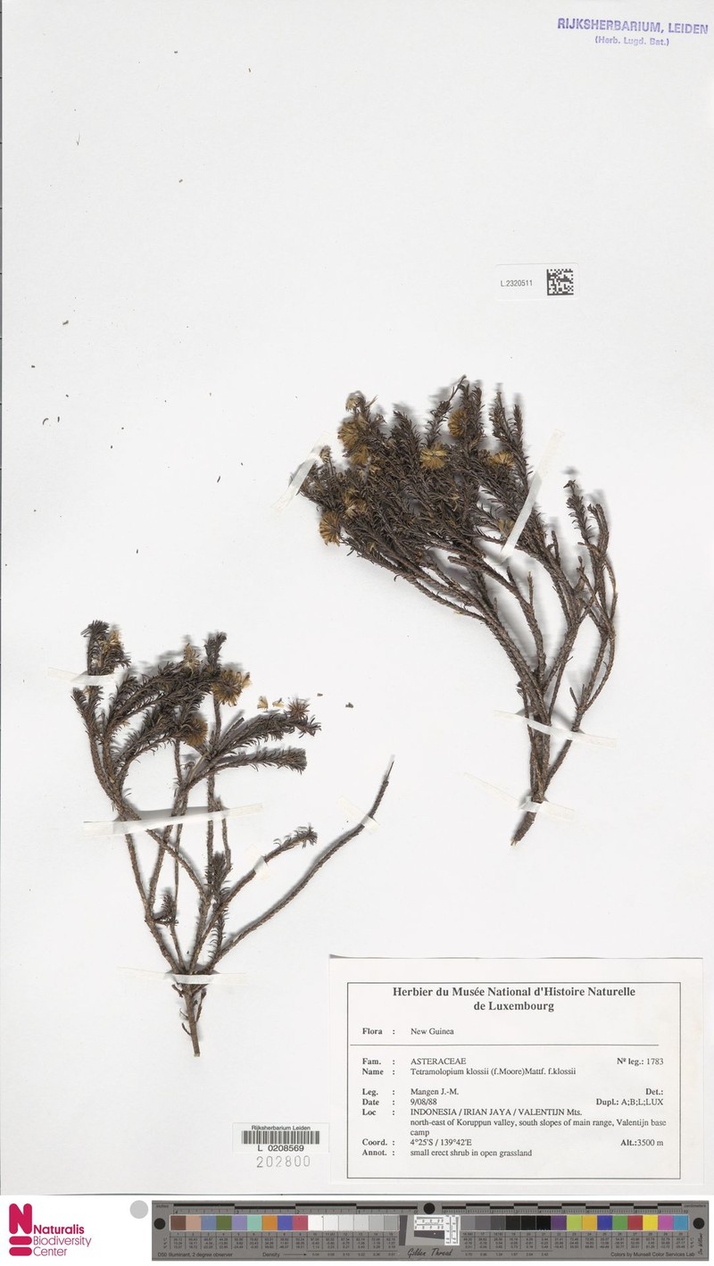 Tetramolopium ericoides photo 3