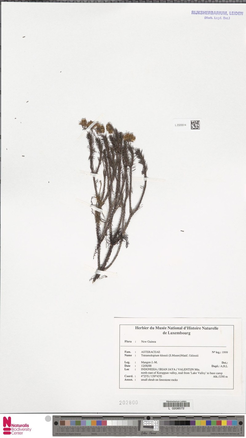 Tetramolopium ericoides photo 4