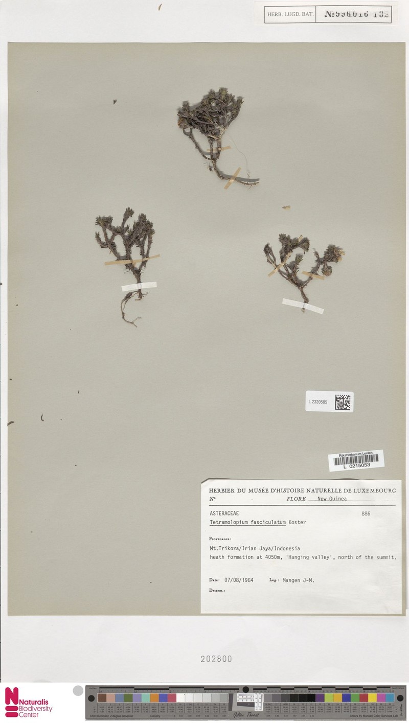 Tetramolopium fasciculatum