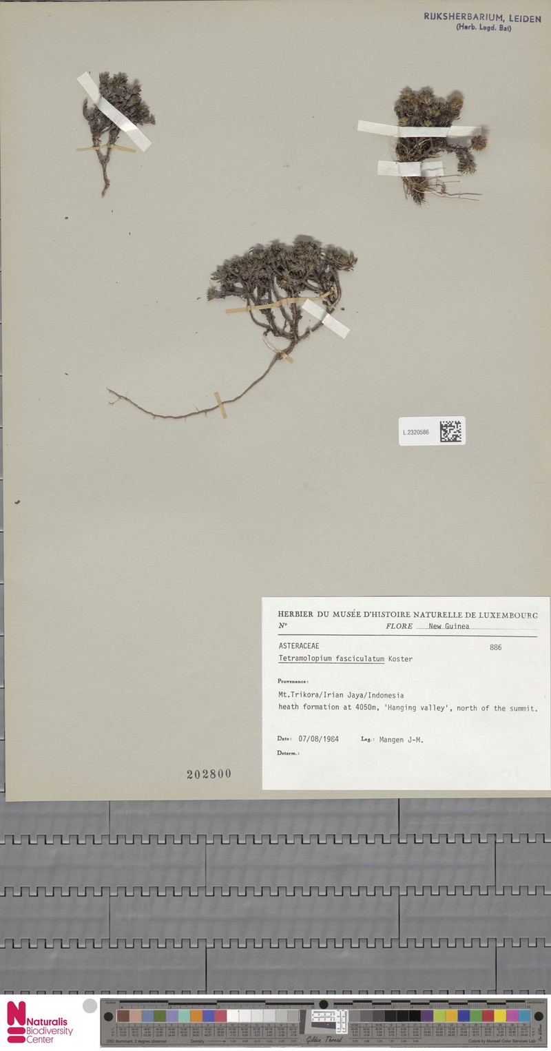 Tetramolopium fasciculatum photo 2