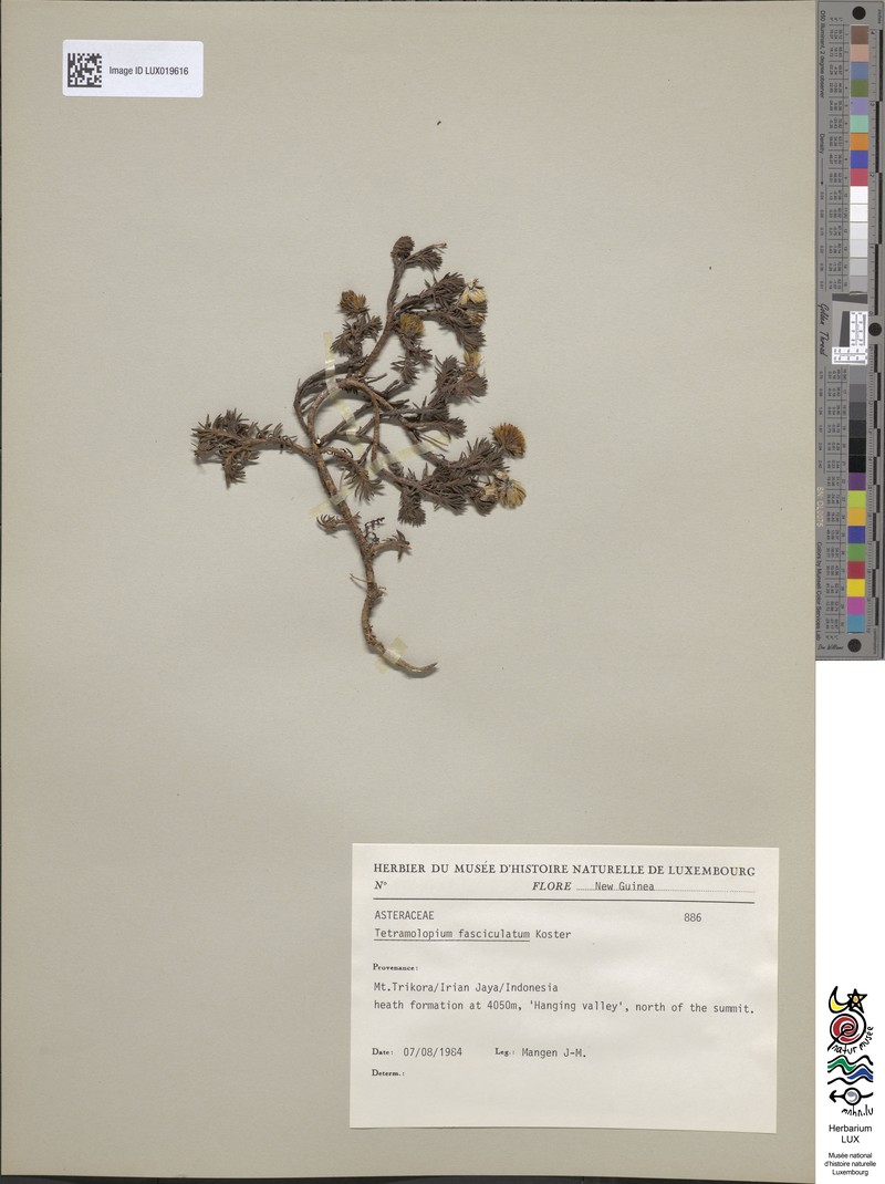 Tetramolopium fasciculatum photo 3
